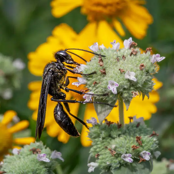 A Great black wasp gathers pollen from a Clustered Mountainmint flowers.