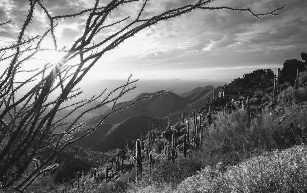 Sonoran Desert sunset through ocotillo cactus overlooking Scottsdale, AZ from The McDowell Sonoran Preserve Sonoran Desert sunset through ocotillo cactus overlooking Scottsdale, AZ from The McDowell Sonoran Preserve ocotillo cactus stock pictures, royalty-free photos & images