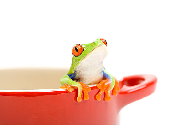 frog looking out of cooking pot stock photo