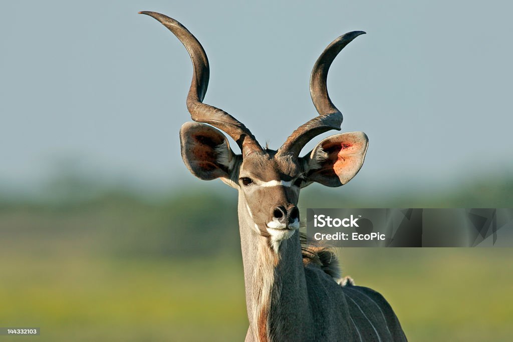 Koudou Antilope - Photo de Afrique libre de droits