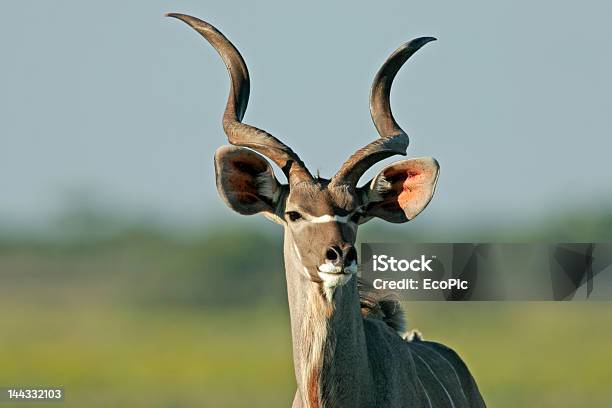 Photo libre de droit de Koudou Antilope banque d'images et plus d'images libres de droit de Afrique - Afrique, Afrique méridionale, Animal mâle