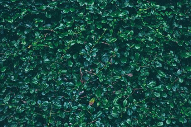 istock Close up Green Leaves Texture Background. 1443321213
