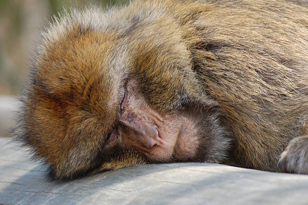 Sleeping monkey stock photo