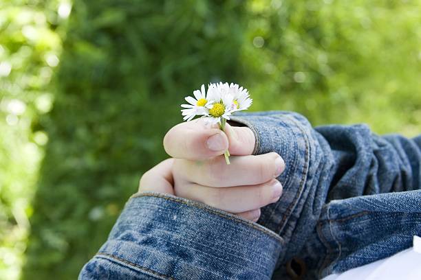 Hand Holding daisies stock photo