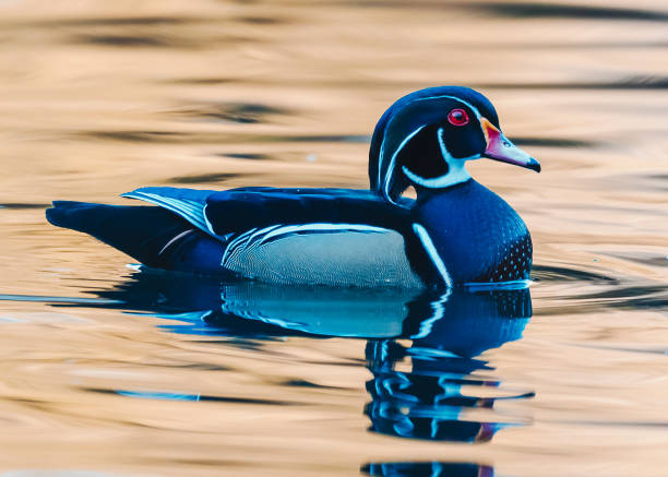 istock Wood Duck in pond 1443323337