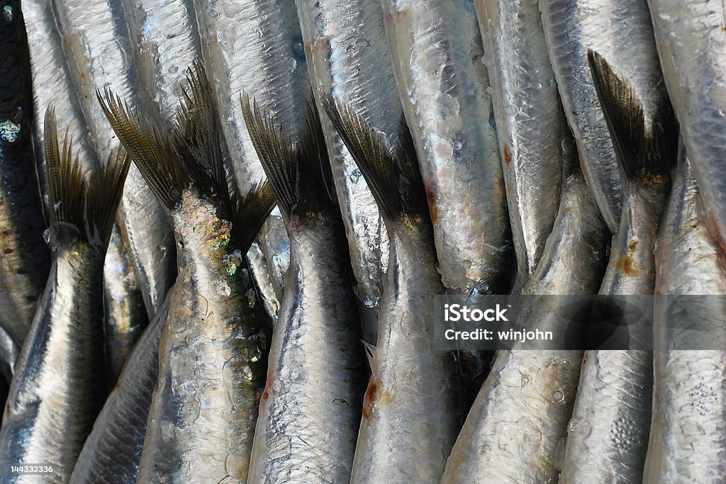 Des Sardines - Photo de Affluence libre de droits