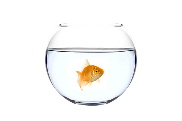 istock Golden fish in a bowl (Carassius Auratus) 144332361