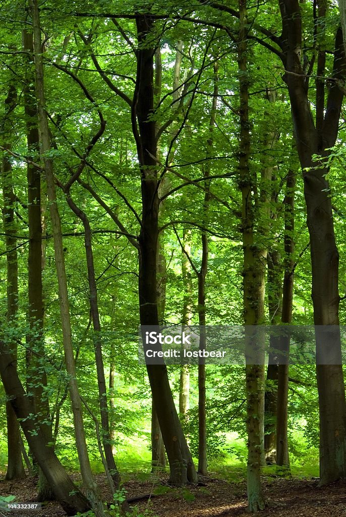 Dichten grünen Wälder - Lizenzfrei Ast - Pflanzenbestandteil Stock-Foto