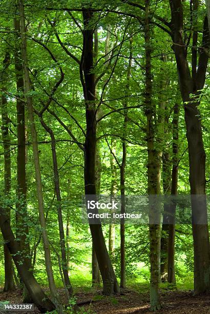 Dichten Grünen Wälder Stockfoto und mehr Bilder von Ast - Pflanzenbestandteil - Ast - Pflanzenbestandteil, Baum, Beengt