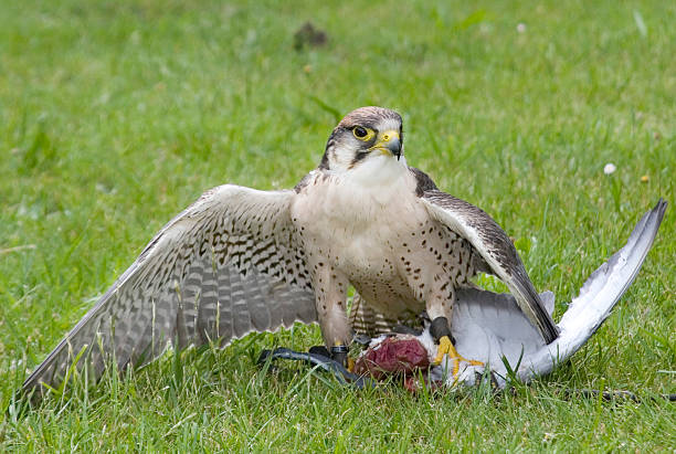 Bird of Prey stock photo