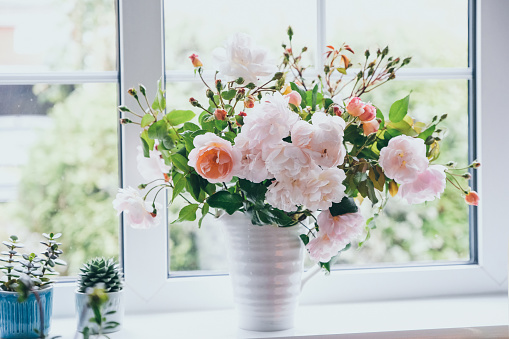 Beautiful light pink English rose in a white jug vase on window sill