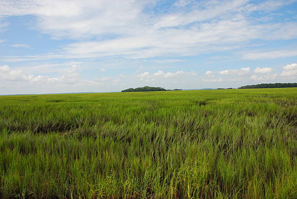 istock Well Preserved Wetlands 144332524