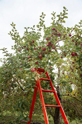 Fruit tree,  Apple Tree, Orchard, ladder