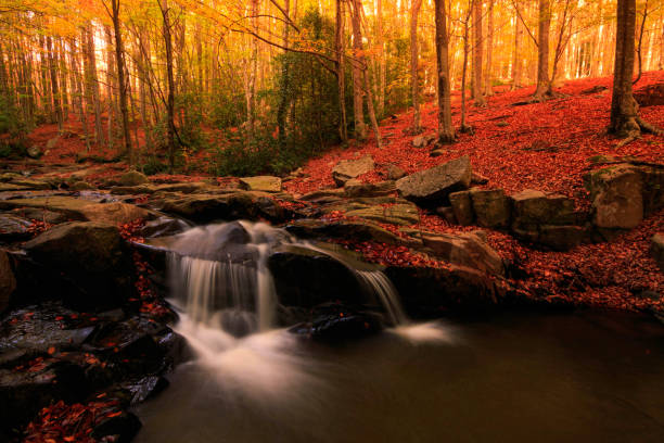Waterfall in the river near santa fe de Montseny in autumn season into the forest of colour orange. The natural park of montseny is near to barcelona (Catalonia).