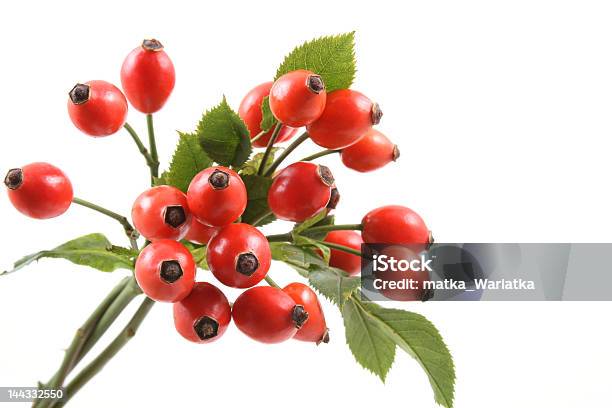 Rosa Canina Foto de stock y más banco de imágenes de Baya - Baya, Botánica, Buqué