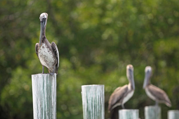 istock Pelicans of Sanibel 1443325552