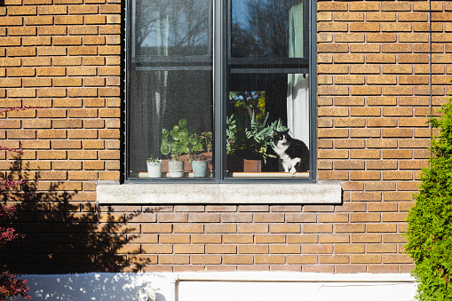 animal, window, residential building, domestic cat