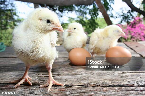 Chick - Fotografias de stock e mais imagens de Agricultura - Agricultura, Animal, Animal Doméstico