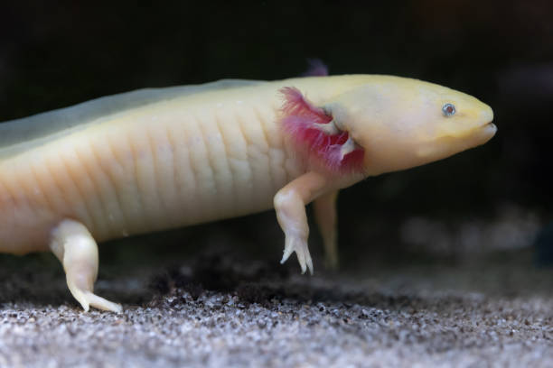 istock Axolotl Paedomorphic Salamander 1443326622