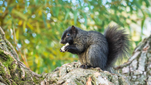 istock Melanistic eastern gray squirrel (Sciurus Carolinensis) eating mushroom 1443326939