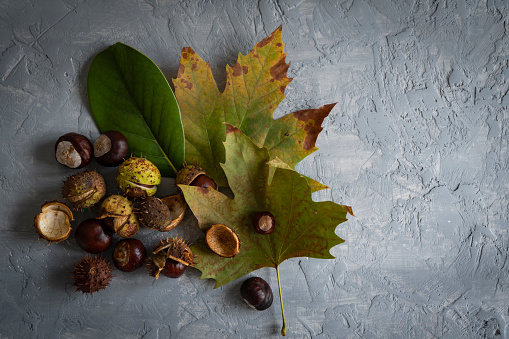Chestnuts and acorns on wooden background. Autumn leaves.