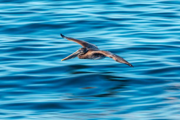 istock Pelican flying low across water 1443327650