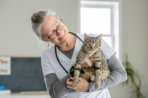 A mature female Veterinarian holds an adult cat as she gives it a check up.  She is wearing white scrubs and has a stethoscope around her neck as she looks down at the cat.