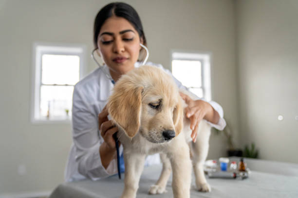 istock Listening to a Puppy's Heart 1443328284