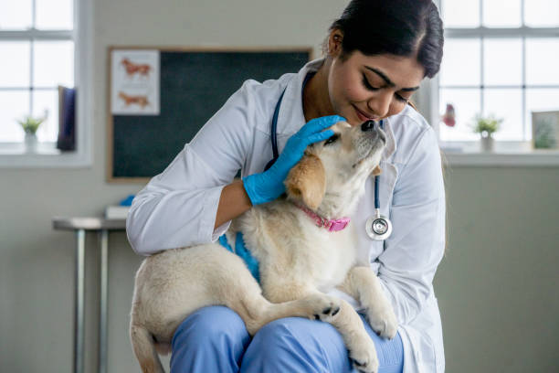 istock Puppy at the Vet's 1443328344