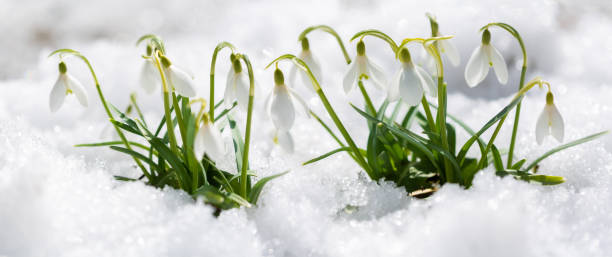 istock Snowdrop flowers blooming in snow covering 1443328352