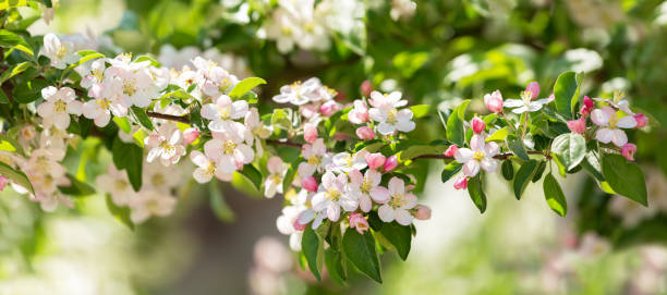 istock Blooming apple tree in the spring garden. White flowers on a tree 1443328382