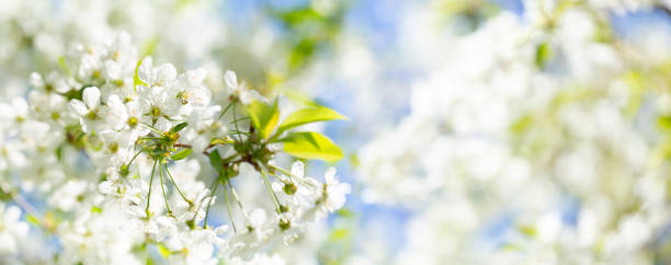 istock Blooming cherry tree in the spring garden.  White flowers on a tree. 1443328392