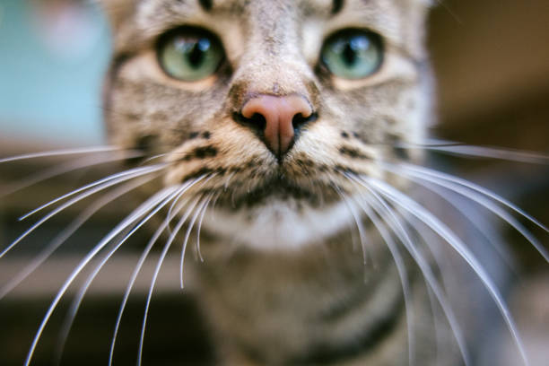 Tabby Cat Closeup Portrait A close portrait of a striped cat outside of a home.  Her nose is very close to the camera lens. animal whisker stock pictures, royalty-free photos & images