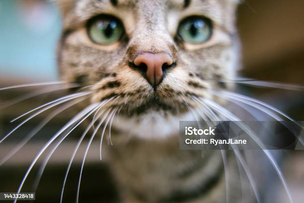 Tabby Cat Closeup Portrait Stock Photo - Download Image Now - Domestic Cat, Animal Whisker, Close-up