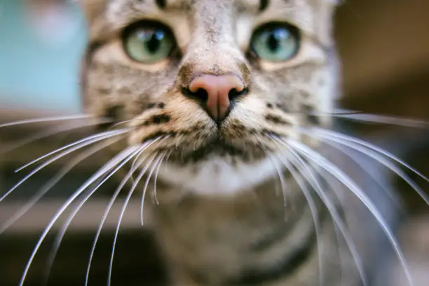 A close portrait of a striped cat outside of a home.  Her nose is very close to the camera lens.