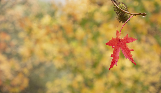 Wallpaper with autumn colors. Red leaf with forest unfocused.
