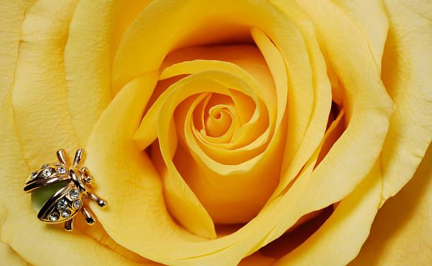 Rosa de mariquita sobre amarillo - foto de stock