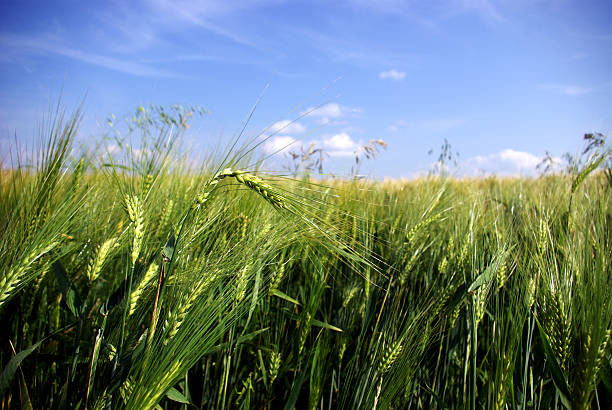 Wheat Close-up stock photo