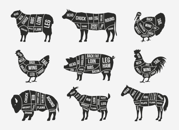 ilustrações, clipart, desenhos animados e ícones de diagrama de açougueiro, conjunto de esquemas. carne de carneiro, cordeiro, porco, búfalo, frango, peru, cavalo, carne de cabra. cortes de carne definidos para açougue, loja de carnes, restaurante, mercearia. ilustração vetorial - pig pork ham meat