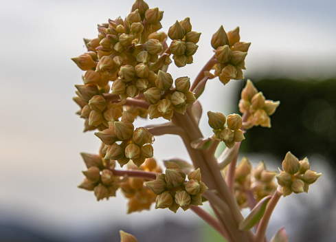 The stalk with early flowers on an outdoor cactus growing in the Western Cape area of South Africa. \nthe stalk is thick with small clusters of flower buds which have yet to open