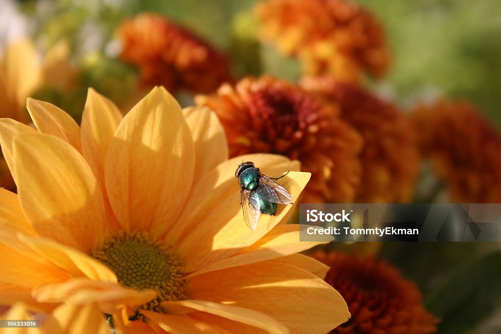 Crisantemo indicum - Foto stock royalty-free di Aiuola