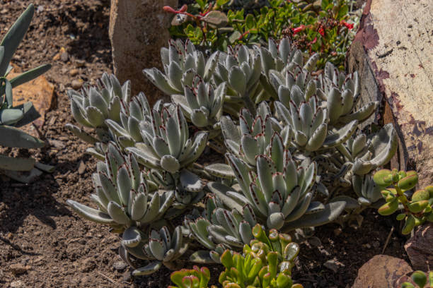 istock Kalanchoe tomentosa 1443330155