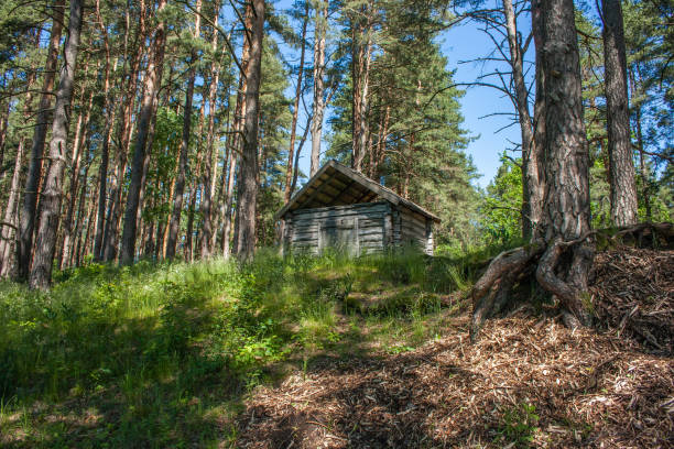 istock In a small wooden house in a pine forest on a hill under a blue sky. 1443330181