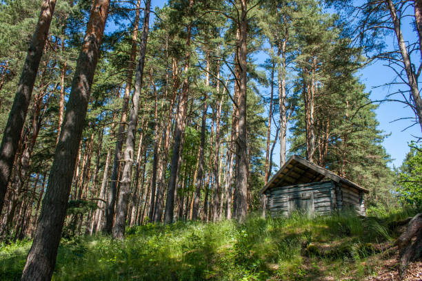 istock In a small wooden house in a pine forest on a hill under a blue sky. 1443330186