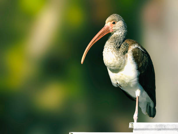 Juvenile American White Ibis (Eudocimus albus) at Mt Dora, Florida.