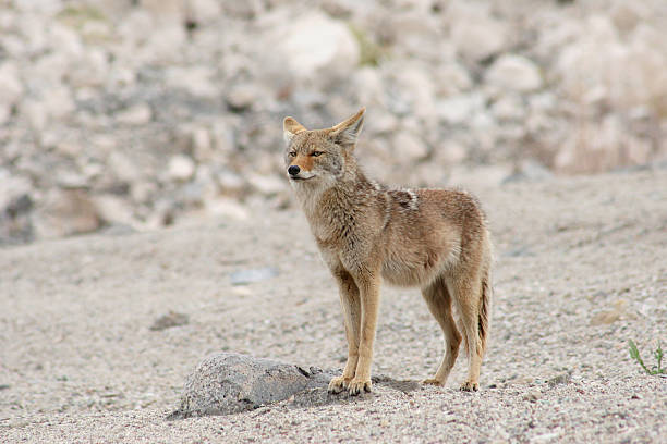 istock The Coyote King 144333124