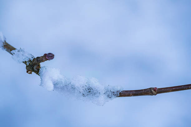 istock Winter in the Taunus/Germany 1443331695