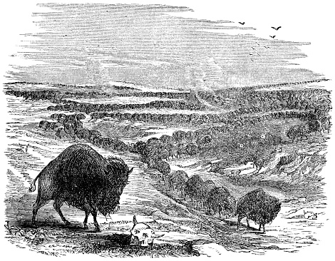 Large herd of American Buffalo (Bison bison) on the Canadian Prairies in Alberta, Canada. Vintage etching circa 19th century.