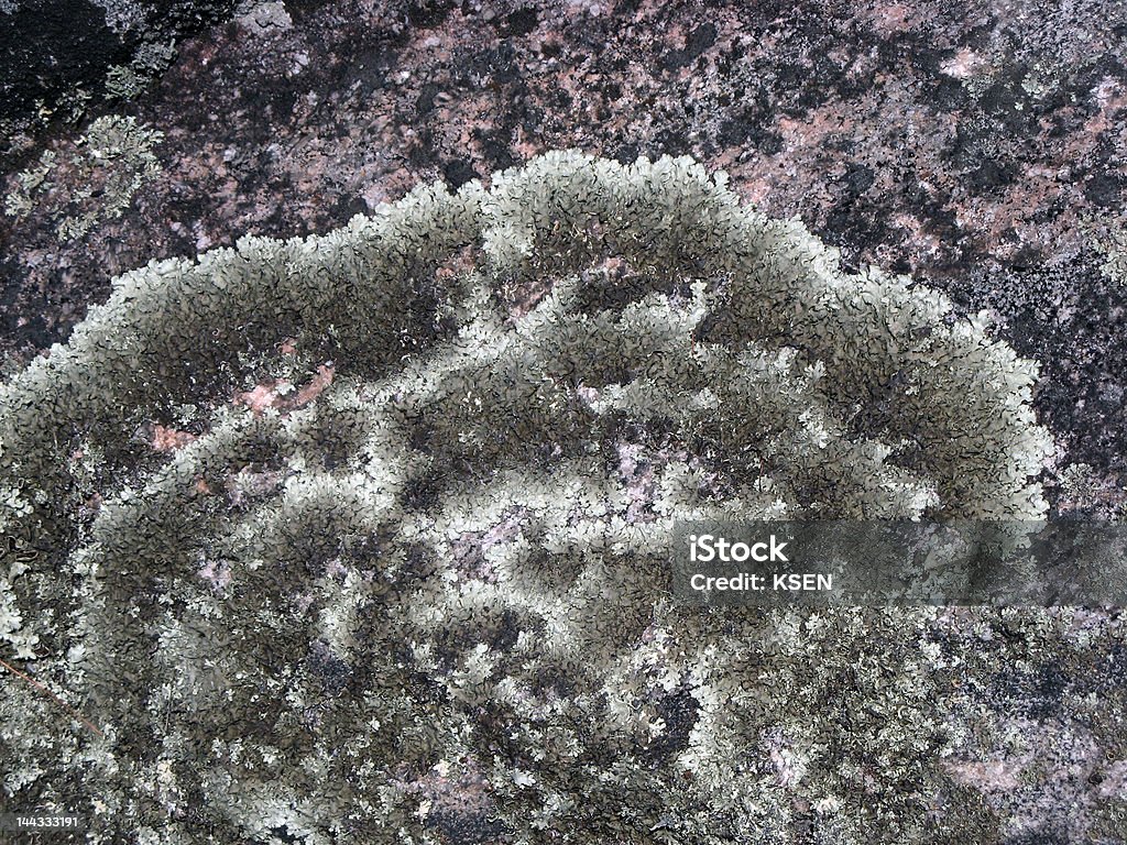 Камень лишайников - Стоковые фото Грибы роялти-фри