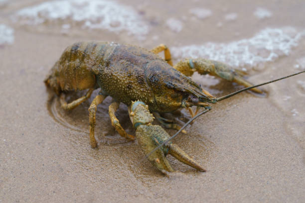 Photography of the beautiful river crayfish on the sandy beach in autumn day. Animals' theme. stock photo